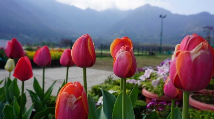 indira gandhi tulip garden biography in hindi